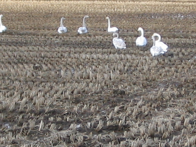 201112153IMG_0052.JPGのサムネール画像