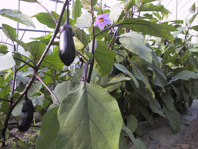 20130813_02.jpg